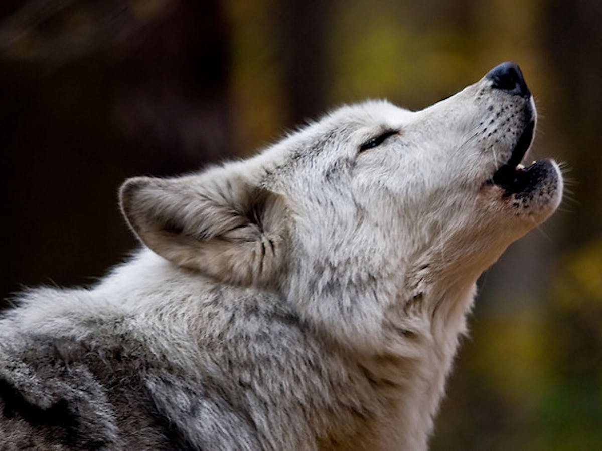 Wolves howl like humans, new voice recognition study shows