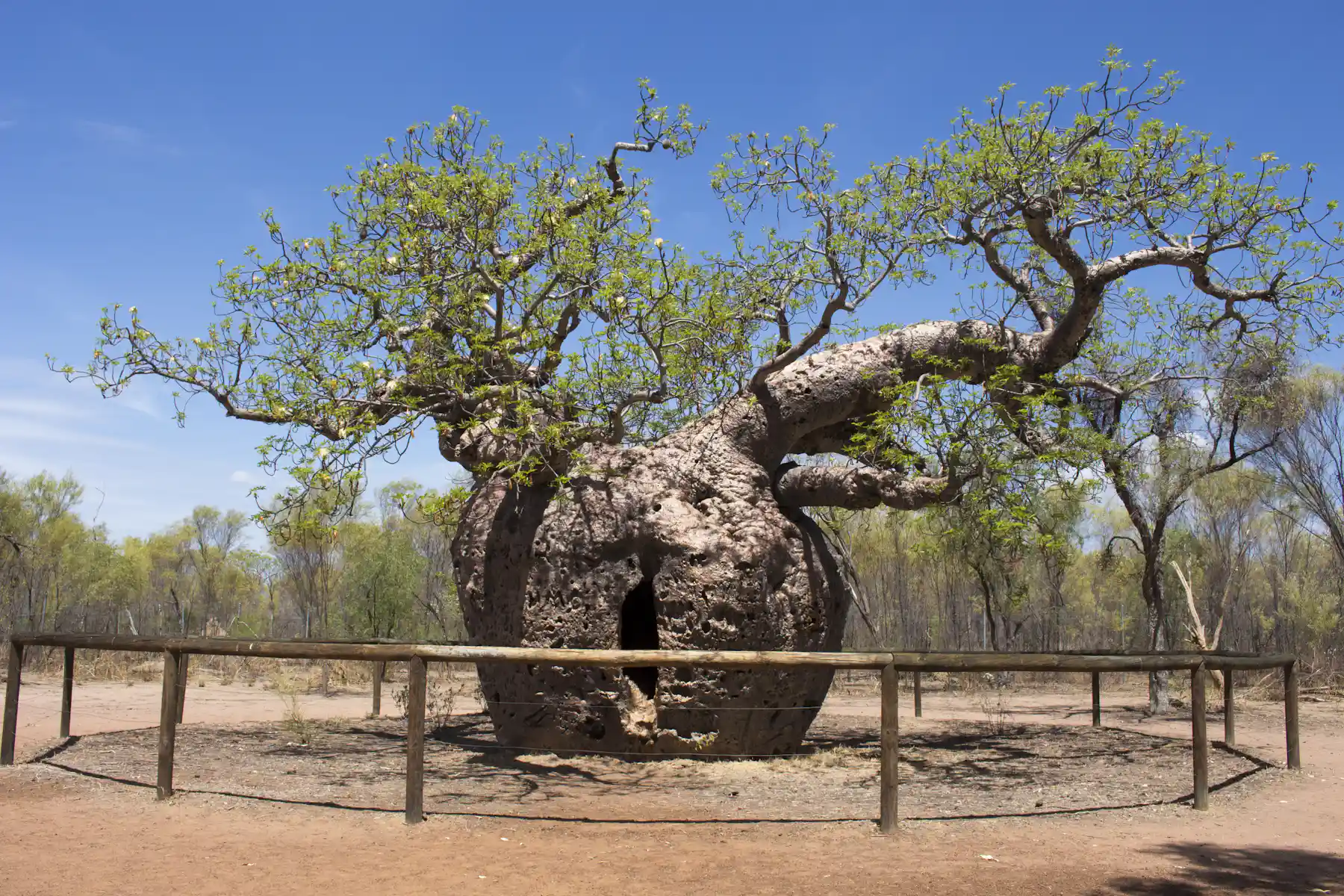 Built like buildings, boab trees are life-savers with a chequered past ...