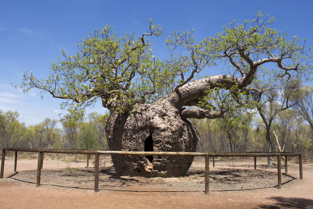 Boab Tree Roots Everything that’s great about boab trees – Evening Report