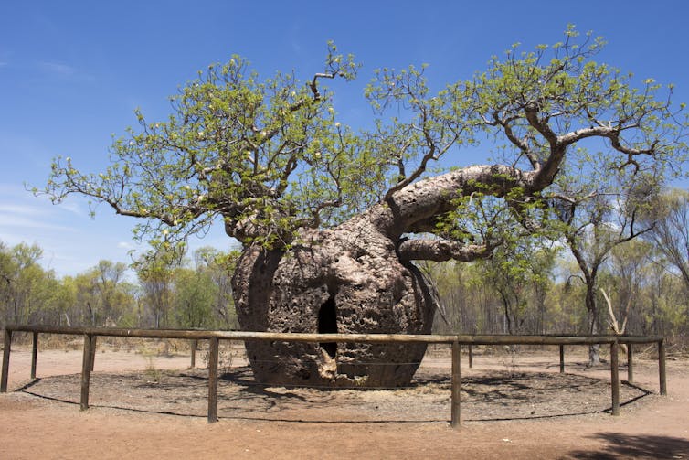 Built like buildings, boab trees are life-savers with a chequered past