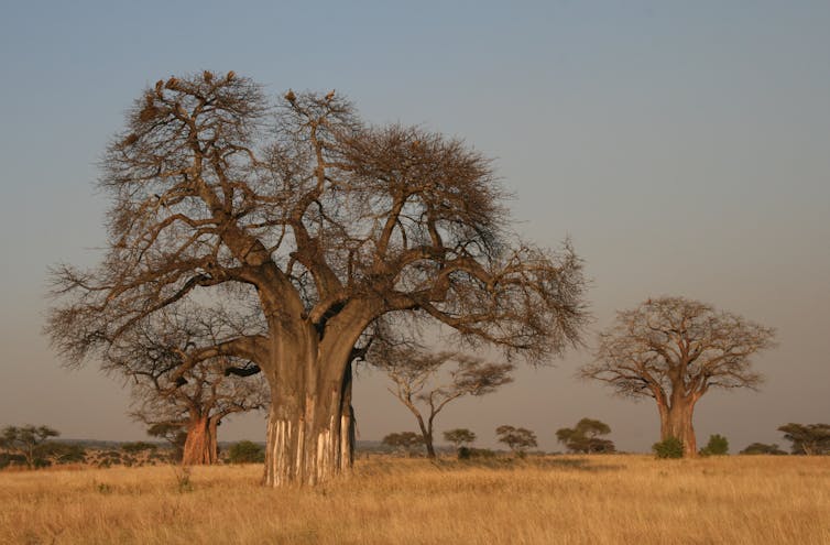 Built like buildings, boab trees are life-savers with a chequered past