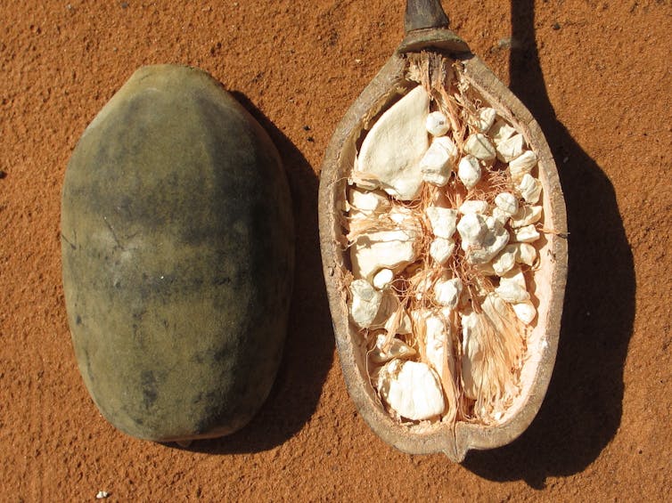 Built like buildings, boab trees are life-savers with a chequered past