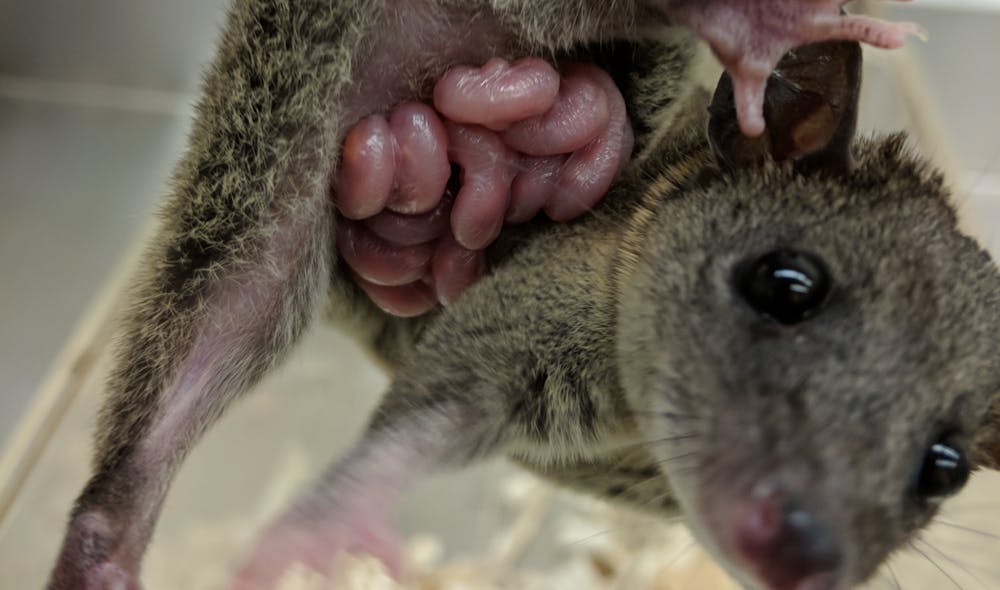 New Research Could Lead To A Pregnancy Test For Endangered Marsupials,Pave Diamonds Ring