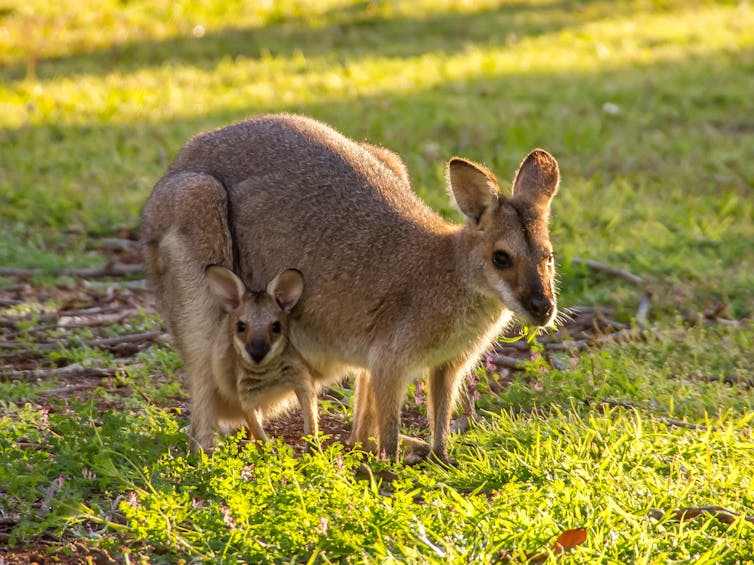 New research could lead to a pregnancy test for endangered marsupials