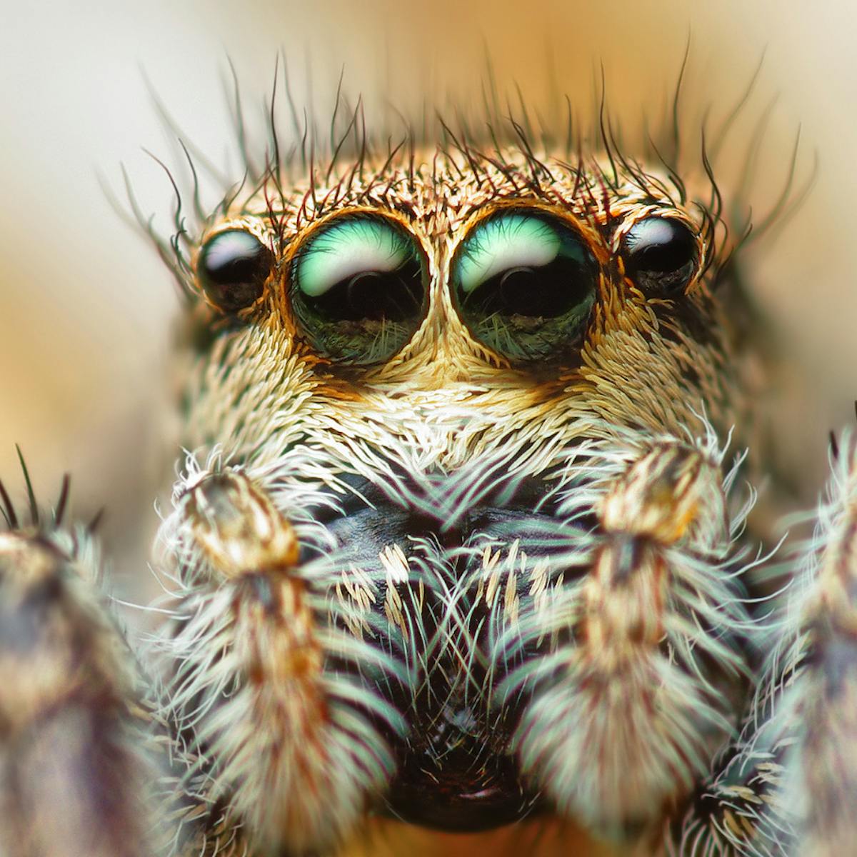 Curious Kids Why Do Spiders Need So Many Eyes But We Only Need Two