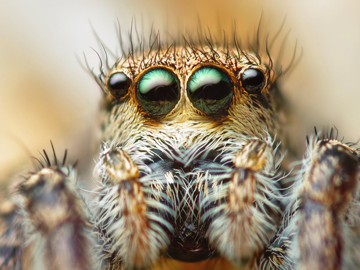 Curious Kids: why do spiders need so many eyes but we only need two?