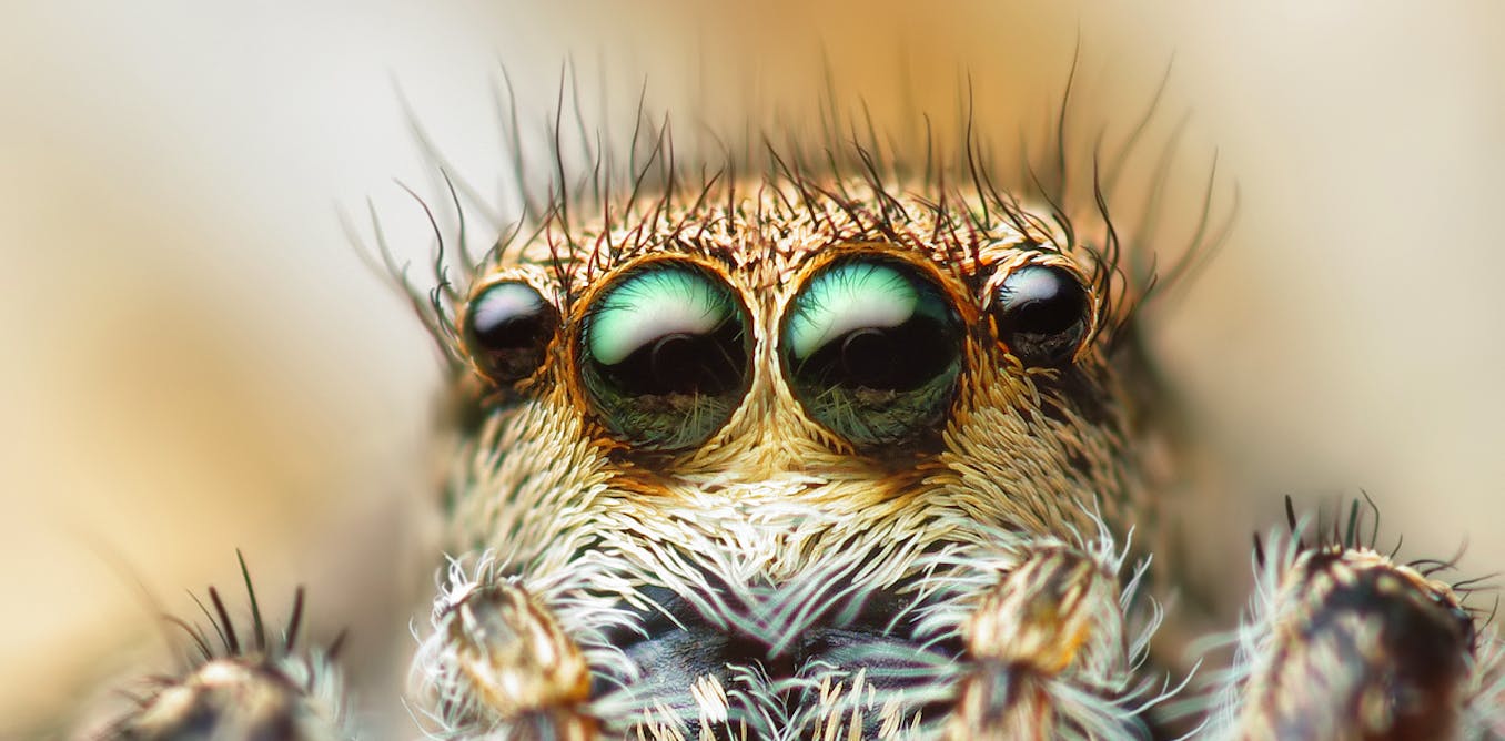 Curious Kids: why do spiders need so many eyes but we only need two?