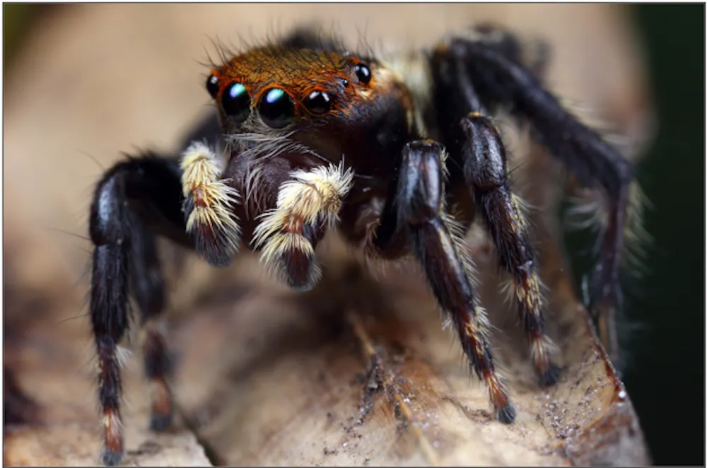 Spider Eyes Agh ipb ac id Spider Eyes Agh ipb ac id