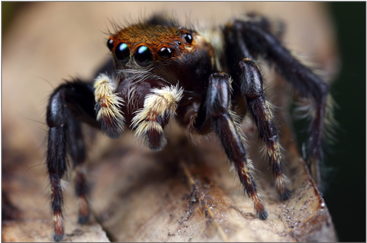 Curious Kids: why do spiders need so many eyes but we only need two?