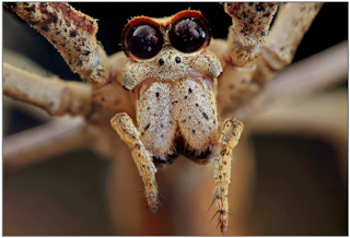 Curious Kids: why do spiders need so many eyes but we only need two?