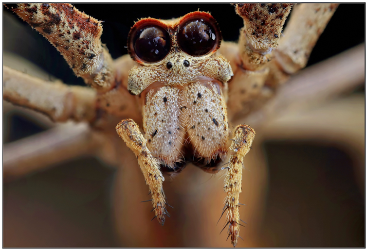 Curious Kids: why do spiders need so many eyes but we only need two?