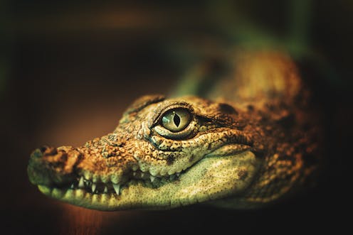 Krokodil, the Russian 'flesh-eating' drug, makes a rare appearance in Australia