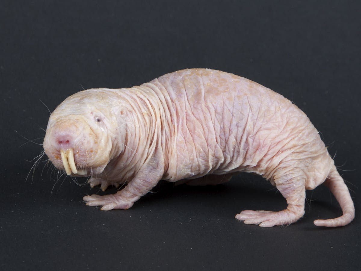 Meet the naked mole-rat: impervious to pain and cancer, and lives ten times  longer than it should