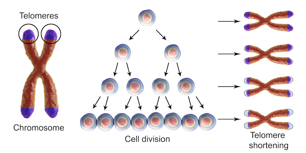 DNA testing companies offer telomere testing – but what does it tell you about aging and disease risk?