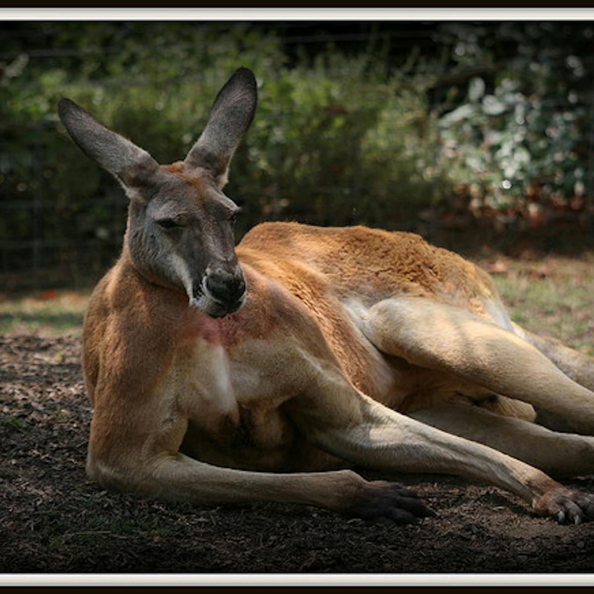 Male kangaroos woo mates with bulging biceps