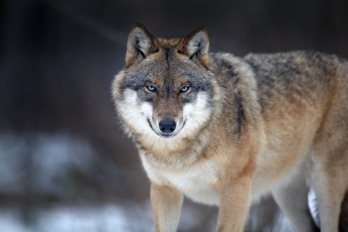 land Pa Keel In defence of the wolf: this big bad animal is more prey than predator
