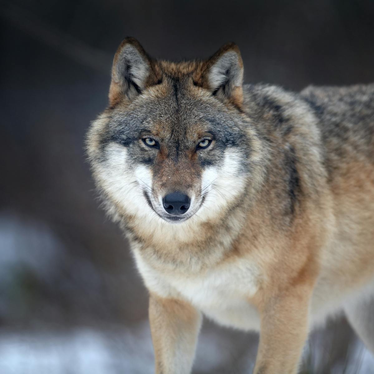 In defence of the wolf: this big bad animal is more prey than predator