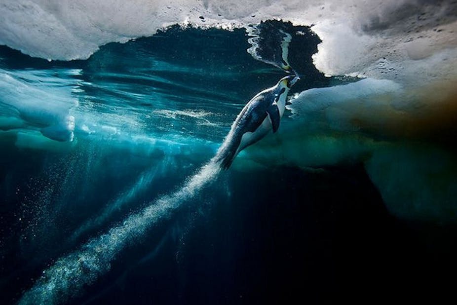 southern ocean life is unique and needs protection