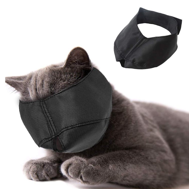 cat in a muzzle