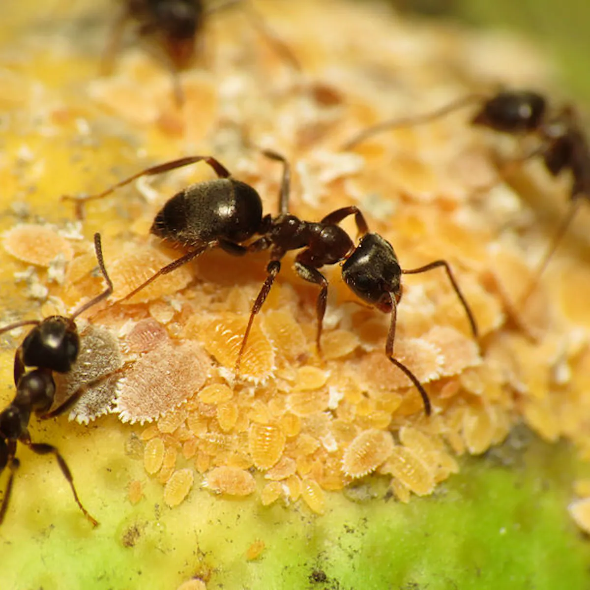 Six amazing facts you need to know about ants Six amazing facts you need to know about ants