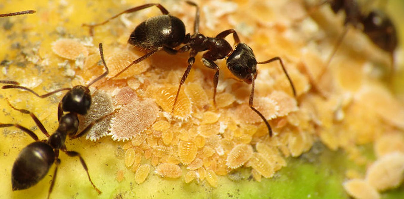 Six amazing facts you need to know about ants Six amazing facts you need to know about ants