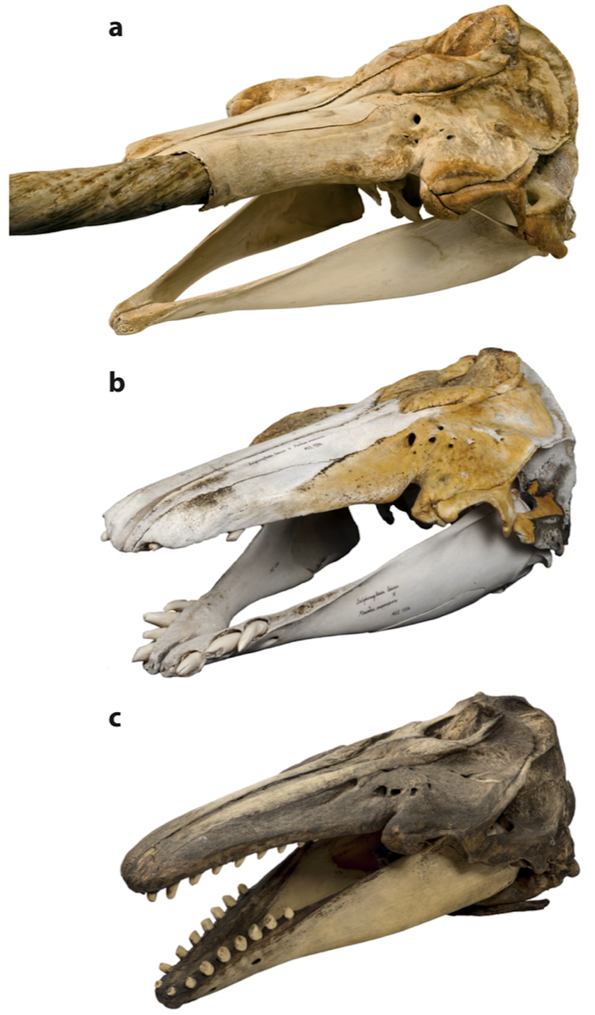 An Unusual Skull Turns Out To Be The Offspring Of A Beluga And A Narwhal