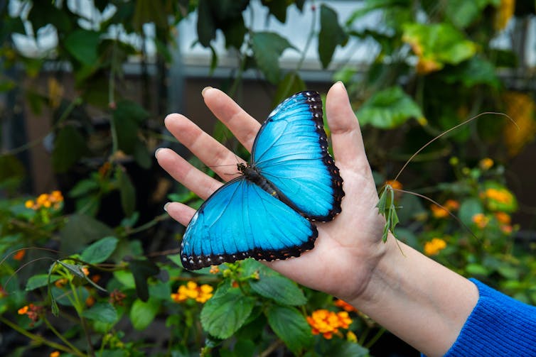 Flying colors: Researcher reveals hidden world through the eyes of  butterflies