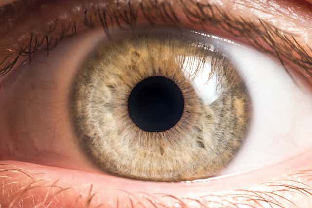 Bacteria live on our eyeballs -- and understanding their role could help  treat common eye diseases