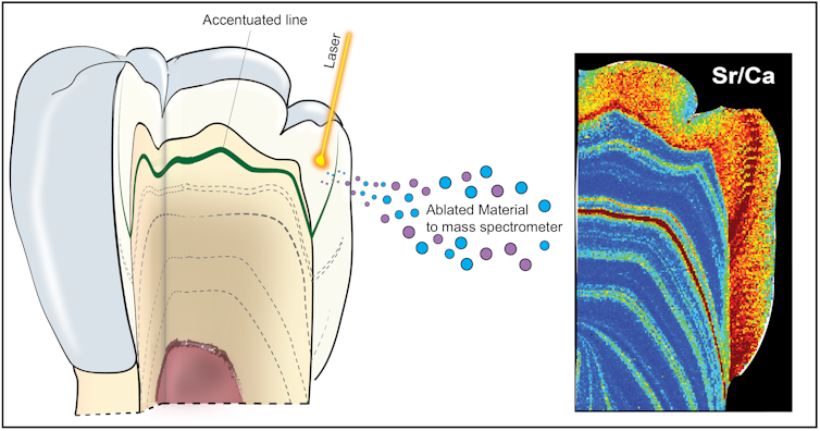 Teeth 'time capsule' reveals that 2 million years ago, early humans breastfed for up to 6 years