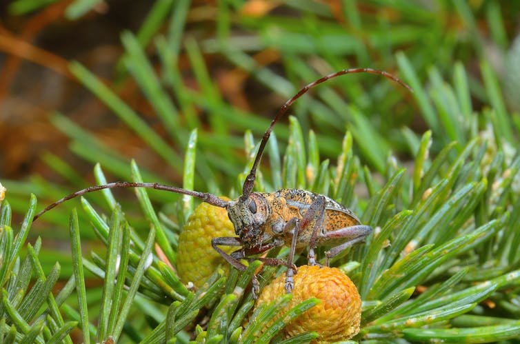 A lomos de un escarabajo: así invade el nematodo del pino los bosques ibéricos