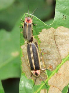 How fireflies glow – and what signals they're sending