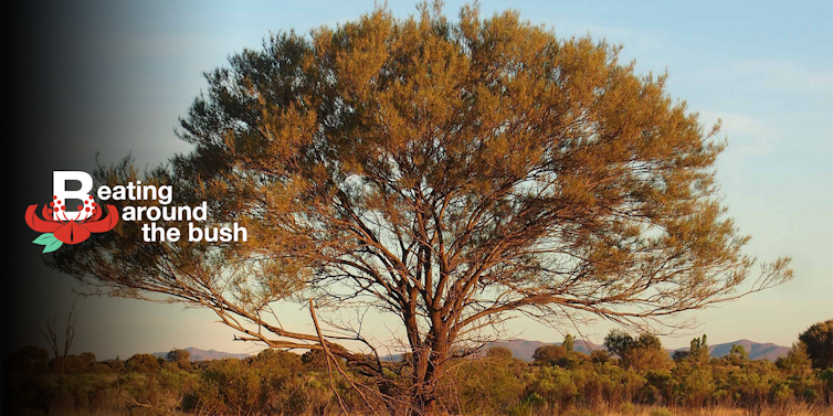 The mighty mulga grows deep and lives long