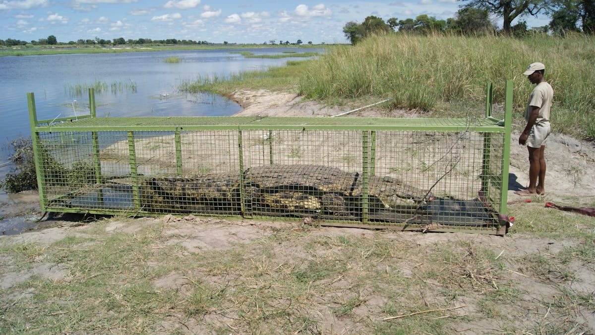 When and where do Nile crocodiles attack? Here's what we found
