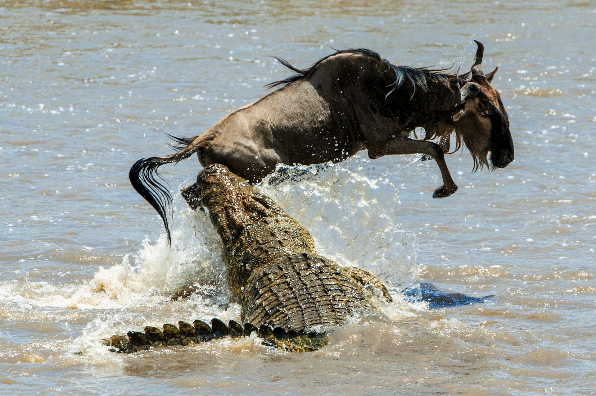 nile crocodile predator vs prey behavior