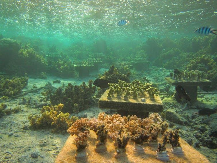 Biodiversity helps coral reefs thrive – and could be part of strategies to save them