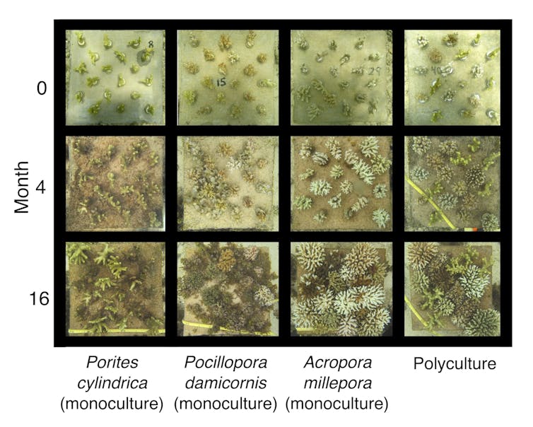 Biodiversity helps coral reefs thrive – and could be part of strategies to save them