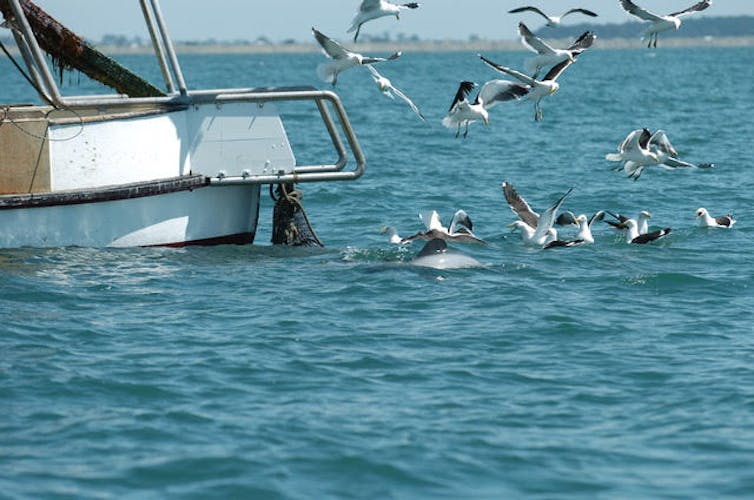 Dolphin researchers say NZ's proposed protection plan is flawed and misleading