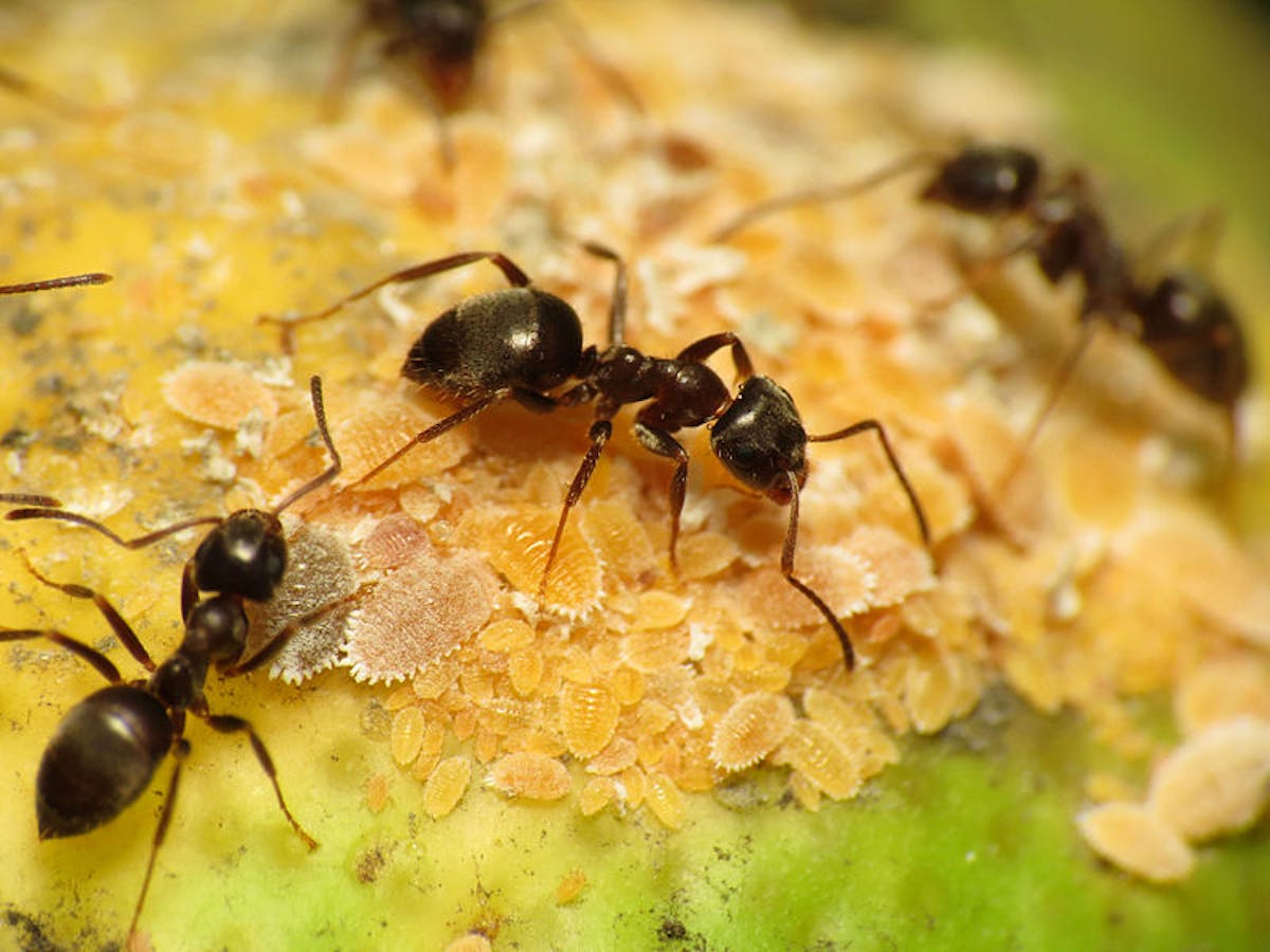 Ramai semut maksud macam Arti Toxic