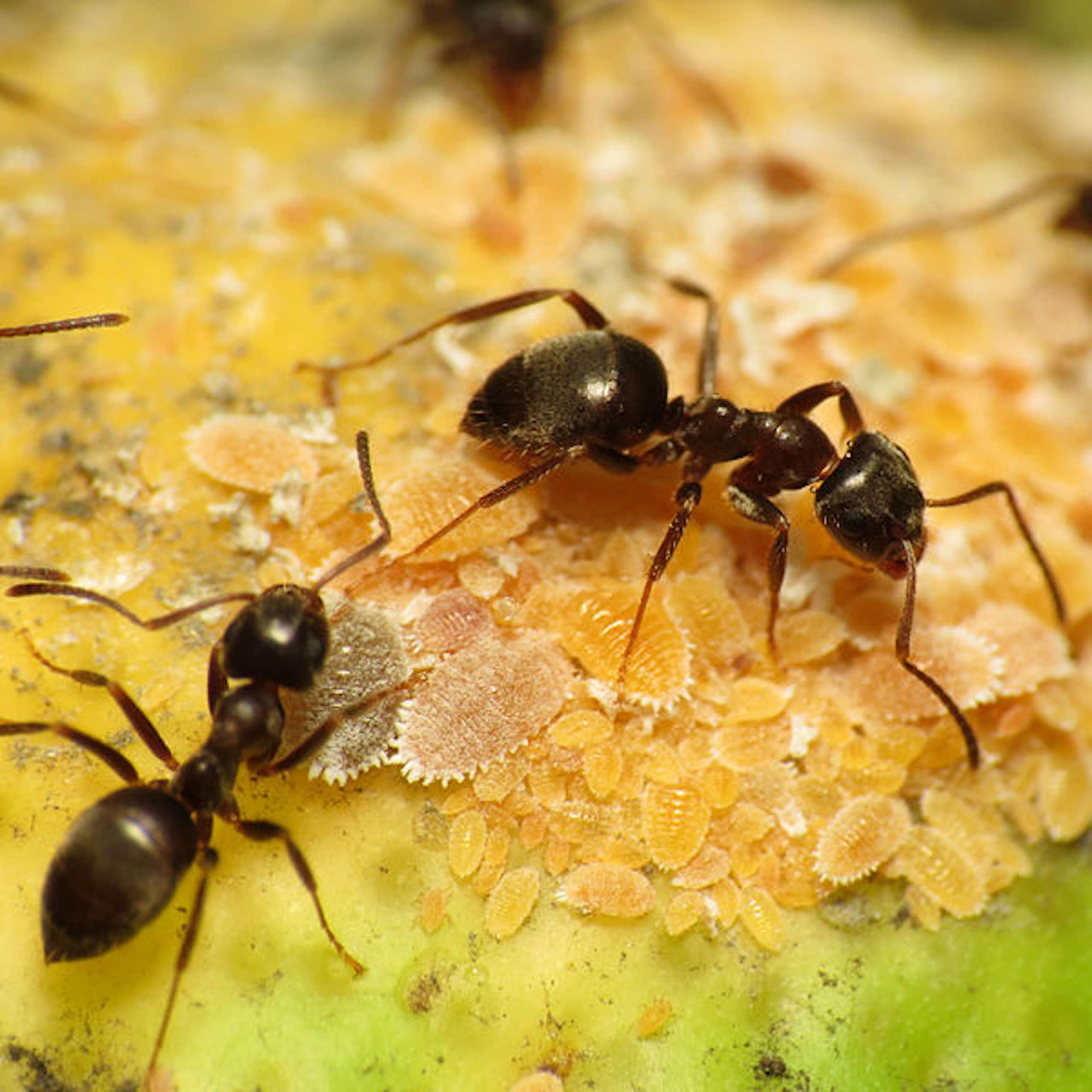 Enam fakta menakjubkan dari semut yang perlu Anda ketahui