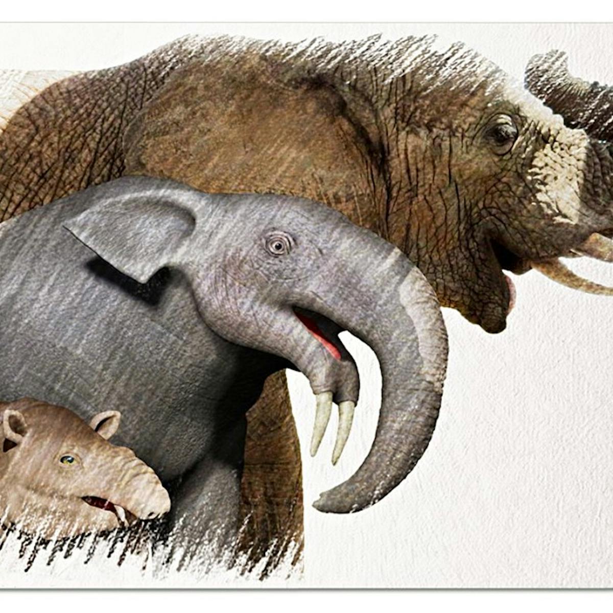 How Did Elephants Evolve Such A Large Brain Climate Change