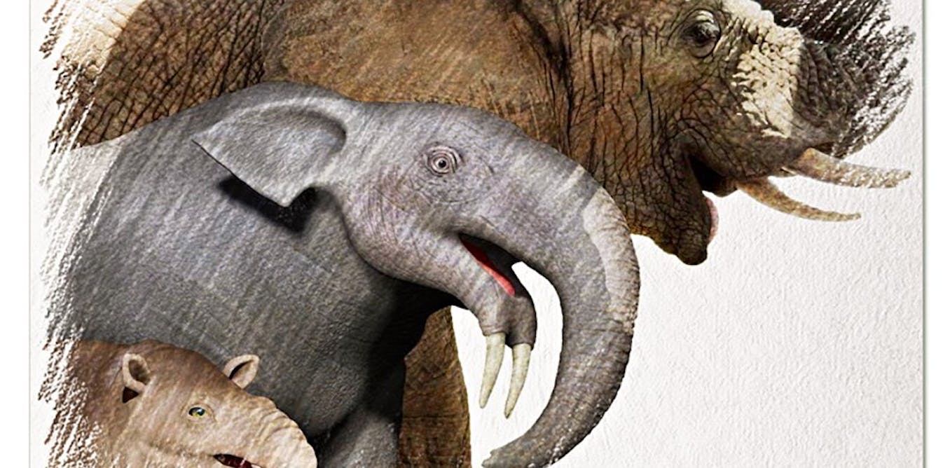 How did elephants evolve such a large brain? Climate change is part of