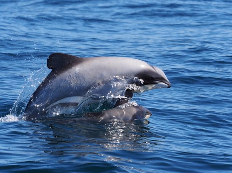 Dolphin researchers say NZ's proposed protection plan is flawed and misleading
