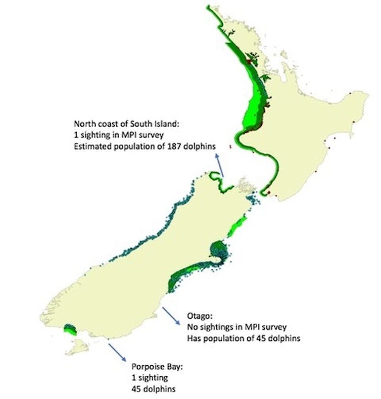 Dolphin researchers say NZ's proposed protection plan is flawed and misleading