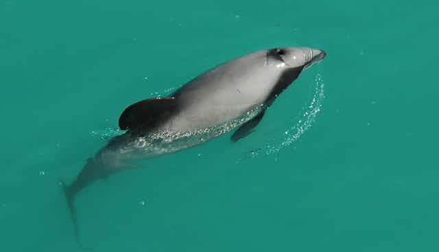 Four Research Porpoises Only