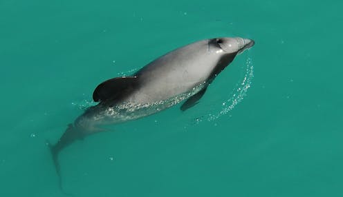 Dolphin researchers say NZ's proposed protection plan is flawed and misleading