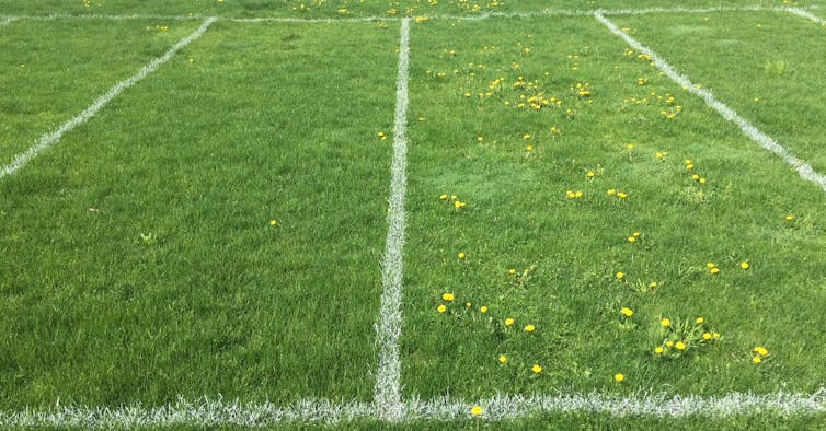 Controlling weeds on playing fields, parks and lawns without herbicides