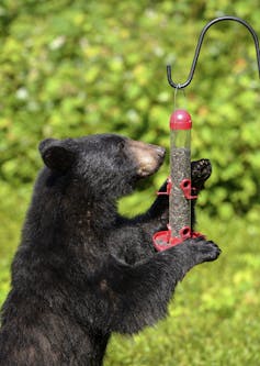 Black bears adapt to life near humans by burning the midnight oil