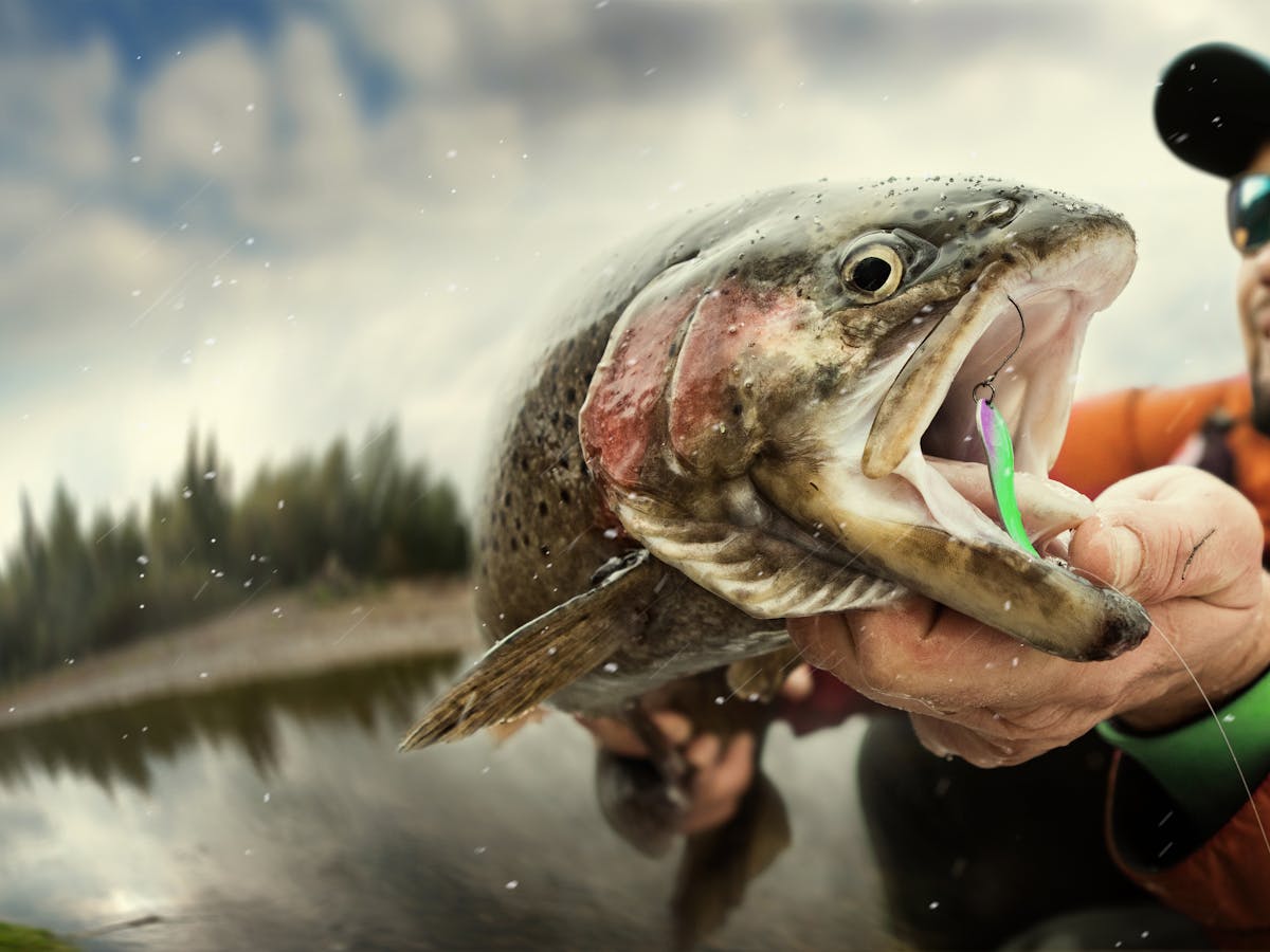 Catch me if you can! How anglers are changing the catchability of fish