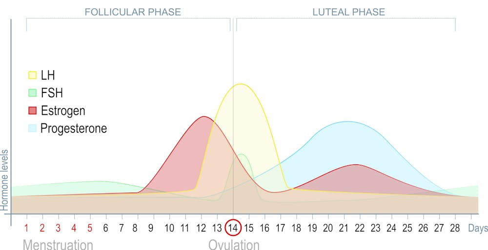 How To Calculate Your Ovulation Period Using Your Menstrual Cycle