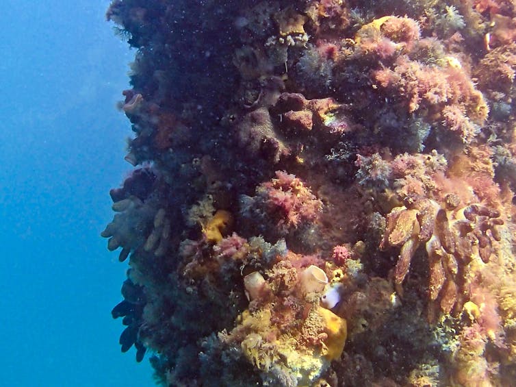 how human-built structures leave coastal ecosystems in the shadows